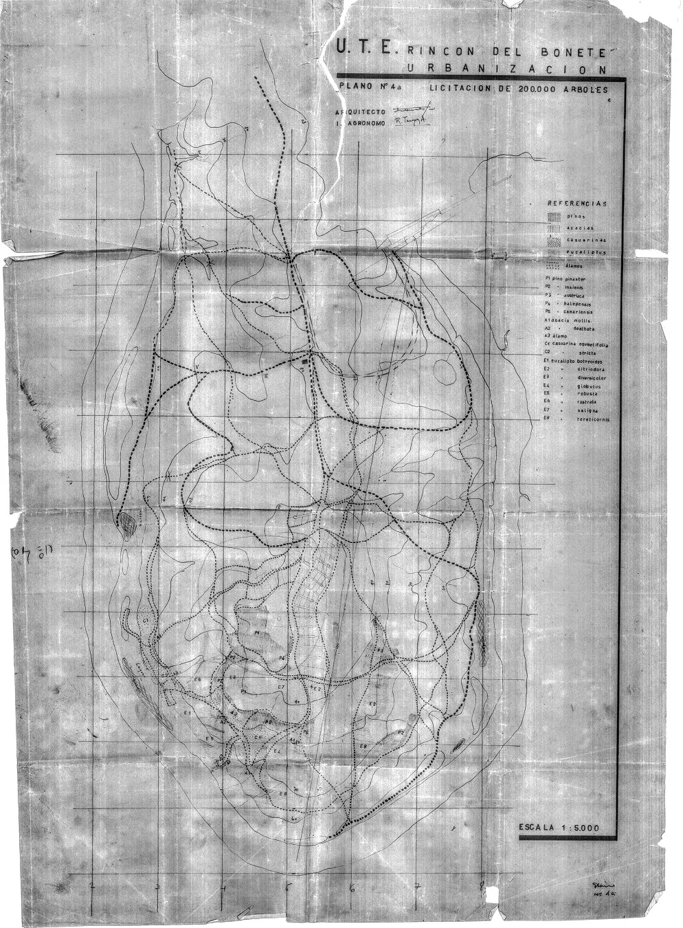 Arbolado en el Bolson