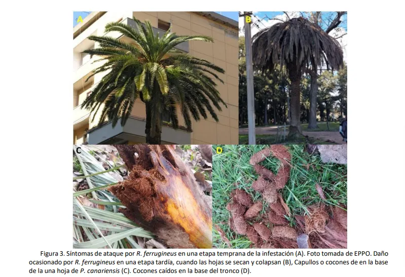 ALERTA PALMERAS FINAL280622.pdf (2)