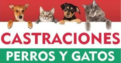 CASTRACIONES perros gatos