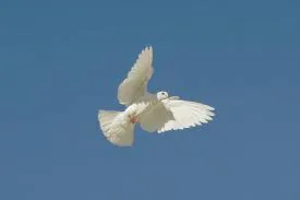 pigeon