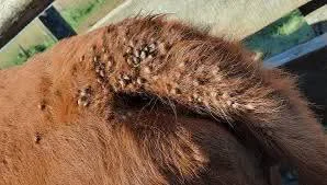 FB_IMG_1774956299750