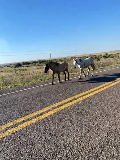 caballos sueltos