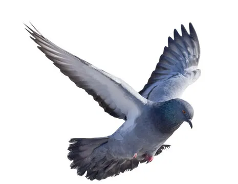 flyingpigeon