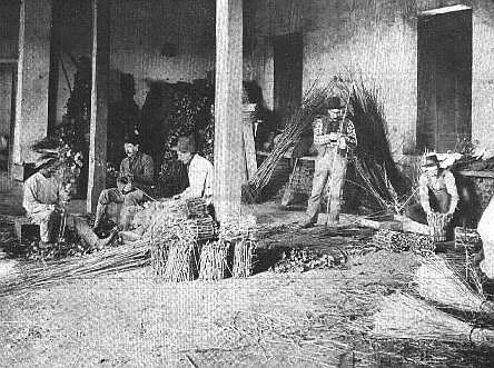 Vivero Nacional - Clasificando Mimbre