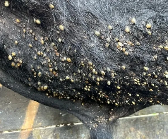 Screenshot_20251226_193535_Facebook