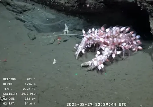 Divestream 831