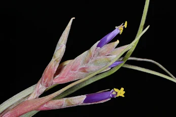 Tillandsia