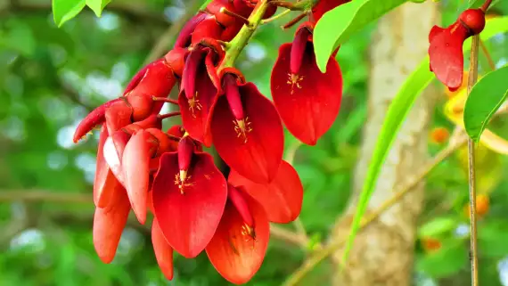 flor-del-ceibo-20221122-1457854