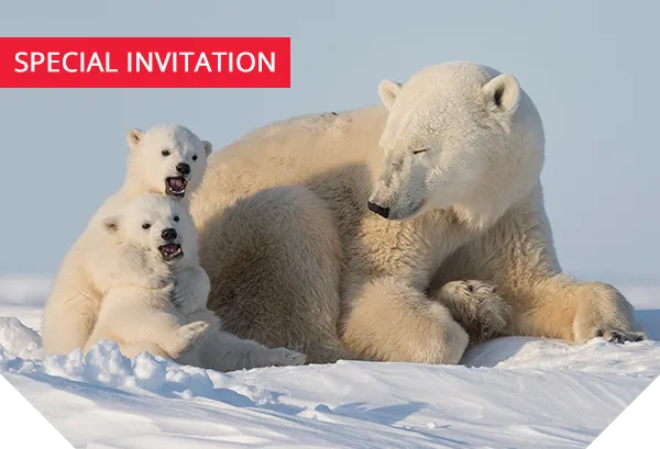 polar bear