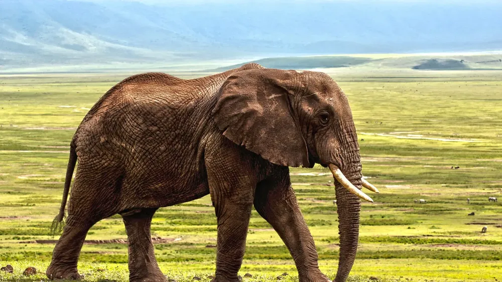 elefante_97