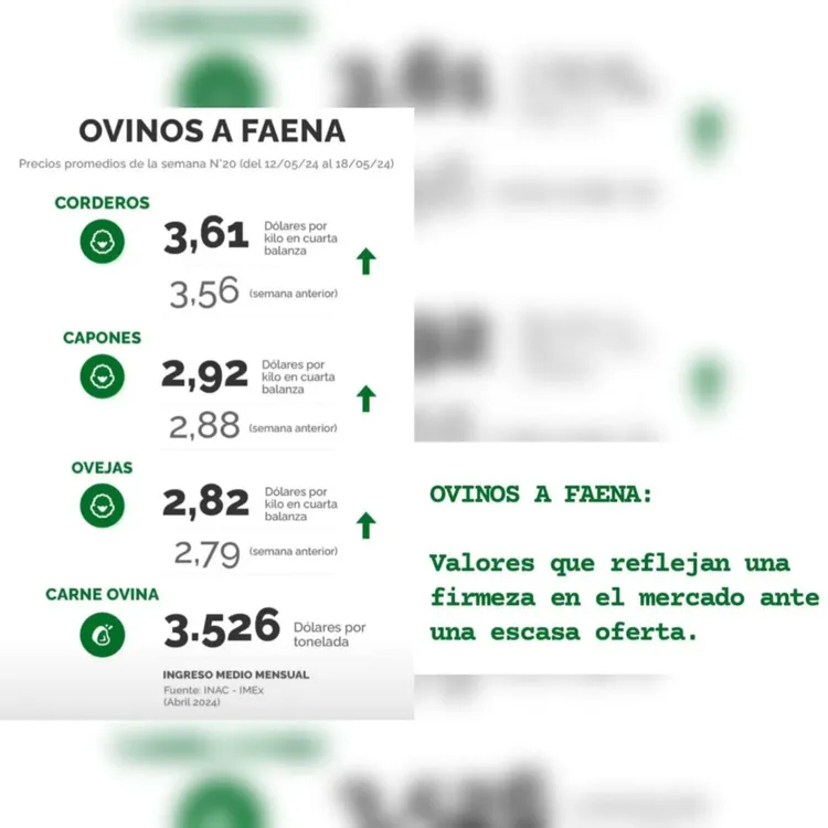 WhatsApp Image 2024-05-21 at 09.15.30