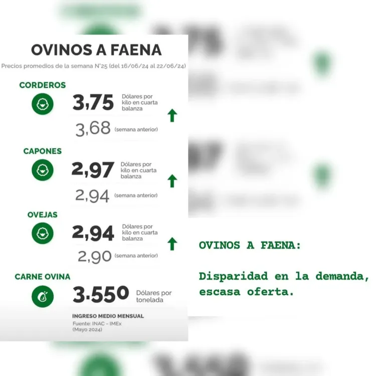 WhatsApp Image 2024-06-25 at 11.04.10 (1)