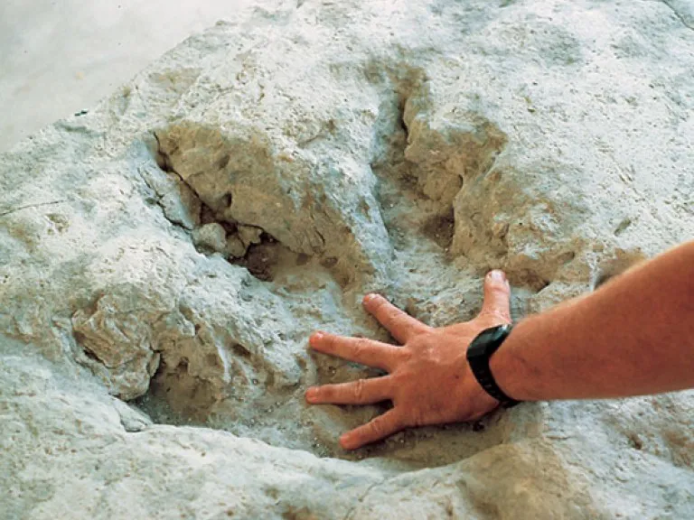 Huella De Los Dinosaurios 2
