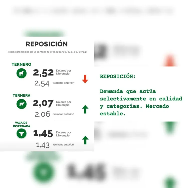 WhatsApp Image 2024-07-09 at 14.44.07 (1)