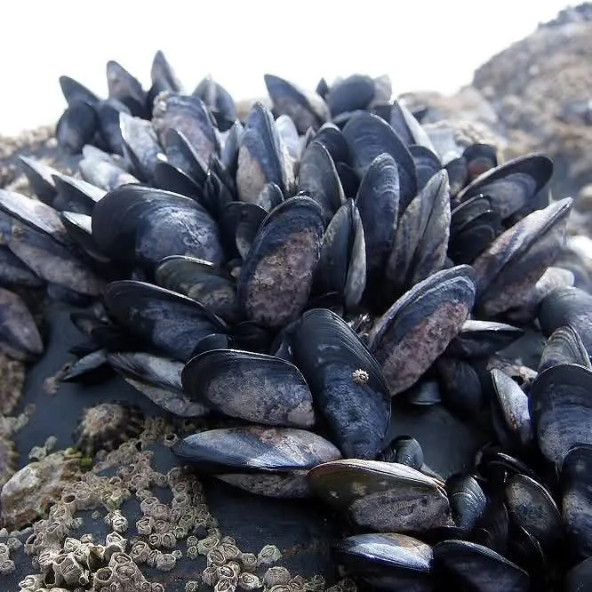 FB_IMG_1769202747627