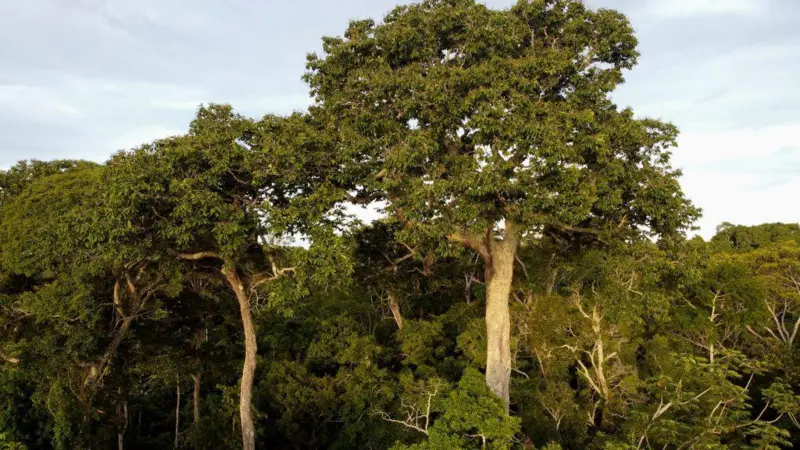 arboles