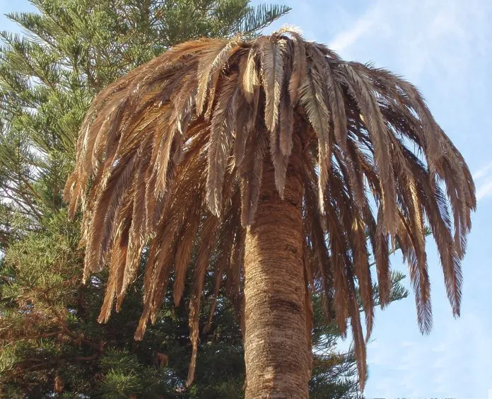 PALMERA-696x564