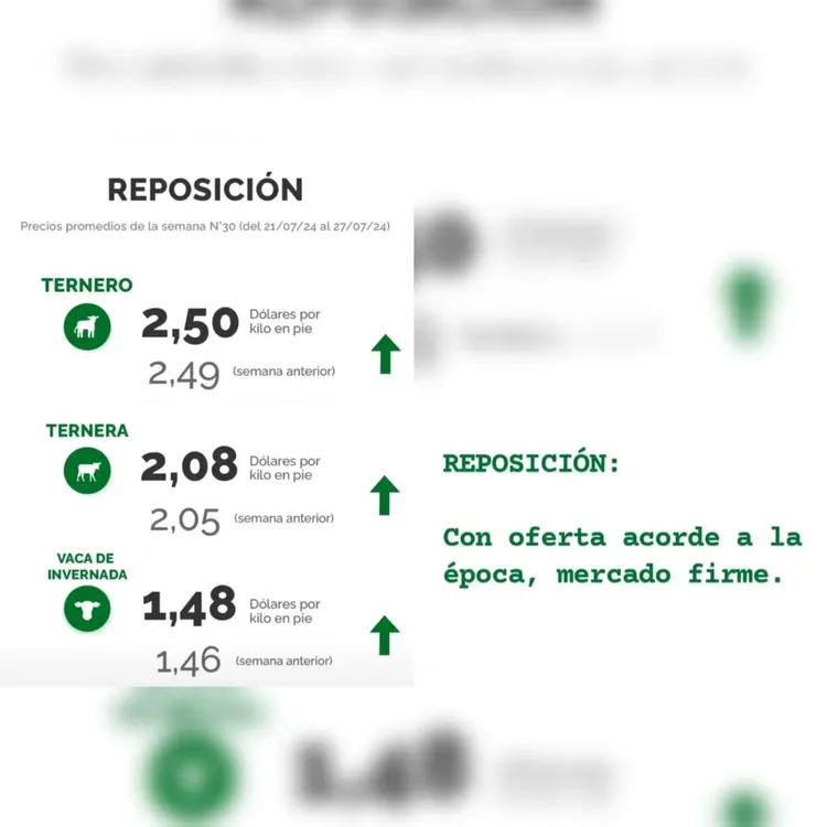 WhatsApp Image 2024-07-30 at 11.08.13 (2)