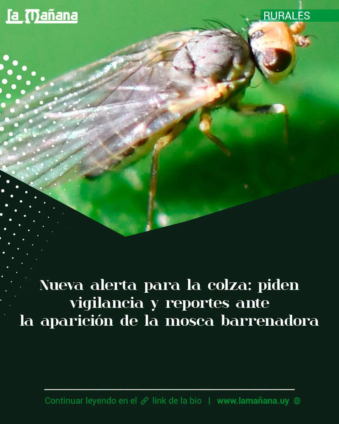FB_IMG_1786322994764