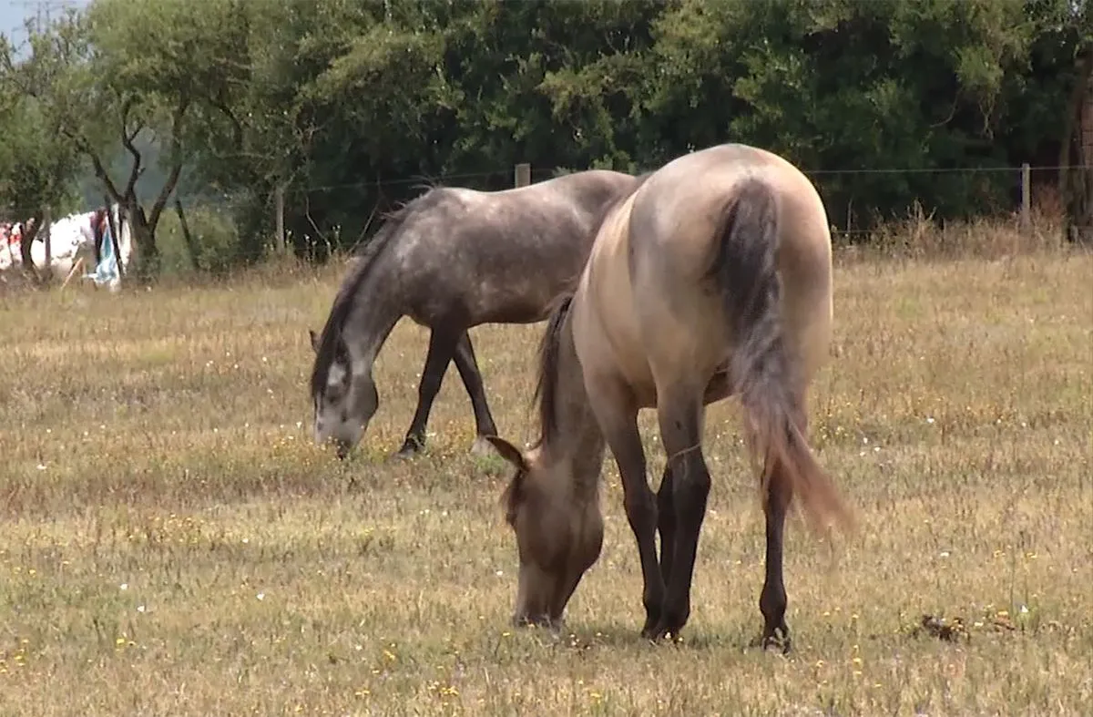 caballos-campo-uruguay-archivojpg