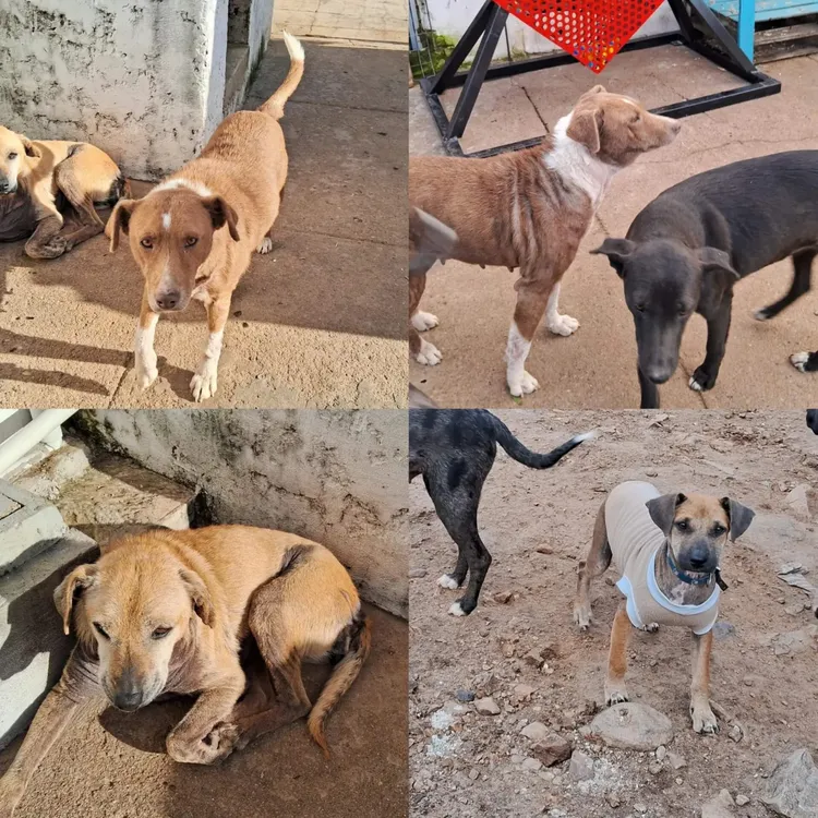 WhatsApp Image 2024-05-15 at 15.57.51