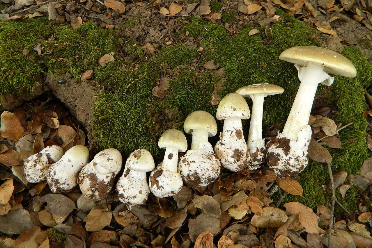 Amanita_phalloides1