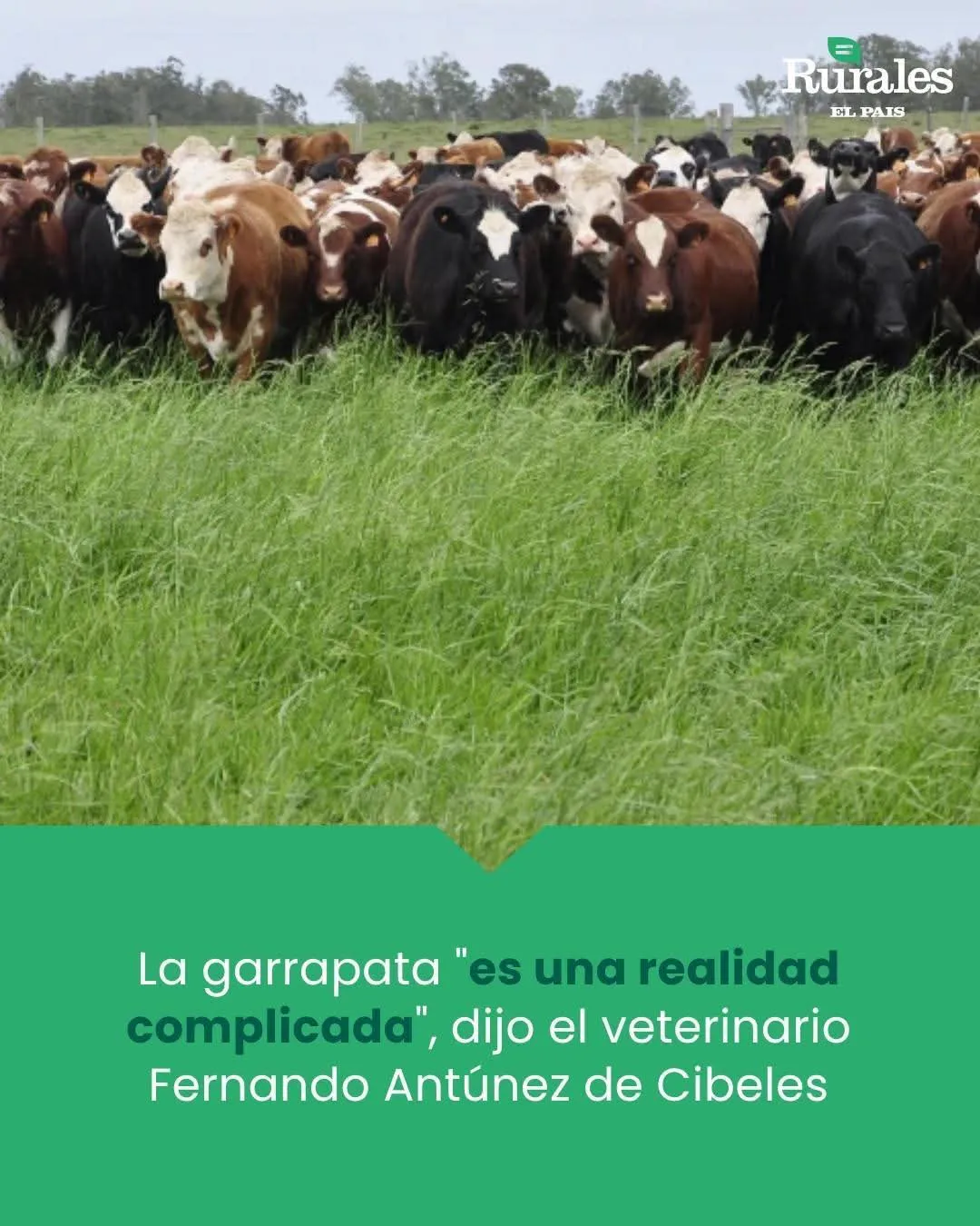 FB_IMG_1751152997612