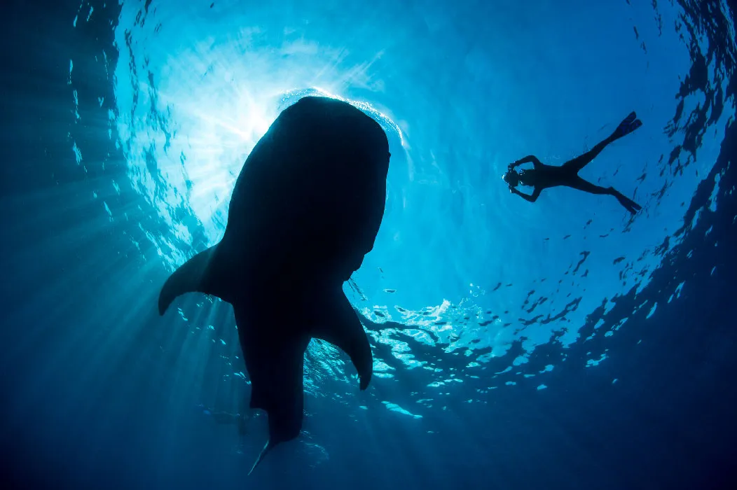Día Mundial de los Océanos: 10 animales marinos en peligro de extinción