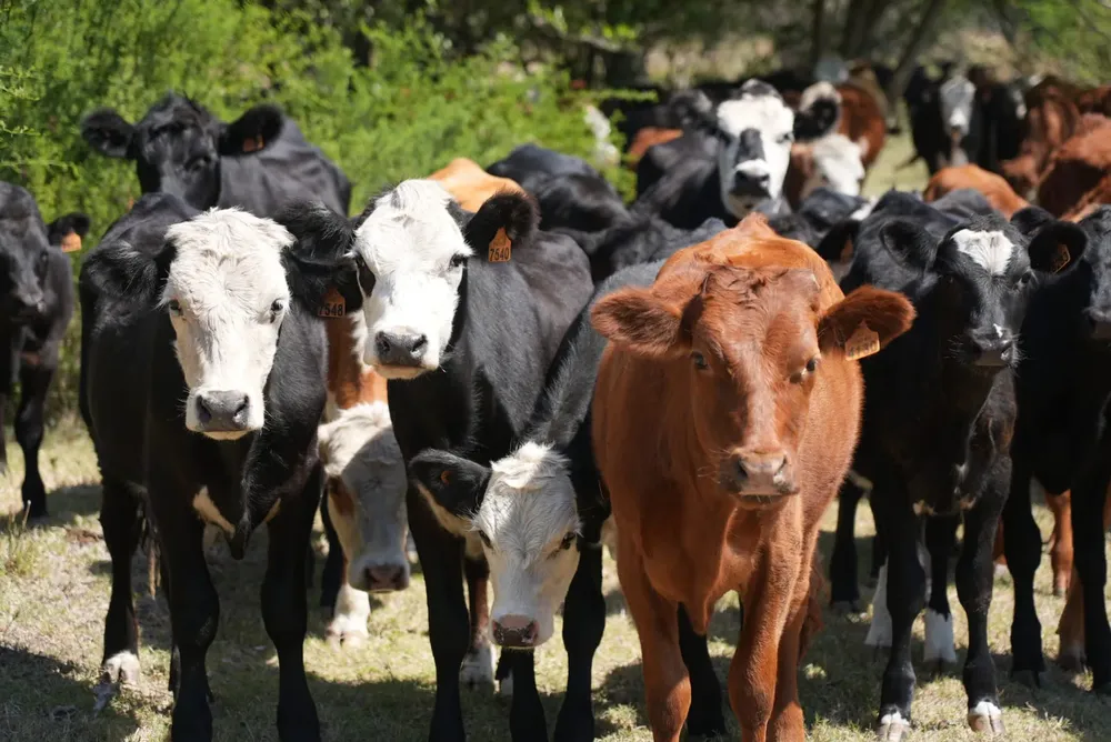 multimedia.grande.894ba3f7843f5ee7.N2RhMTE1ZDItNDVmMS00NzU5LTlhNGYtMjlhZjRmZGZfZ3JhbmRlLndlYnA=