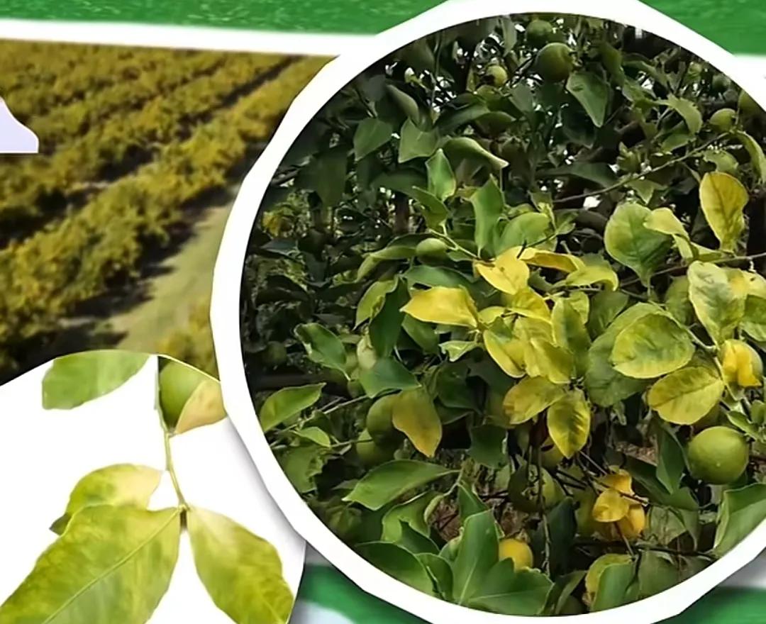 Screenshot_20260128_201033_Facebook