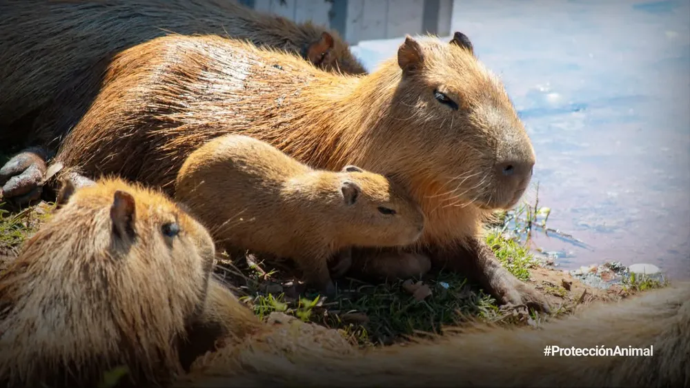 FB_IMG_1774956539685