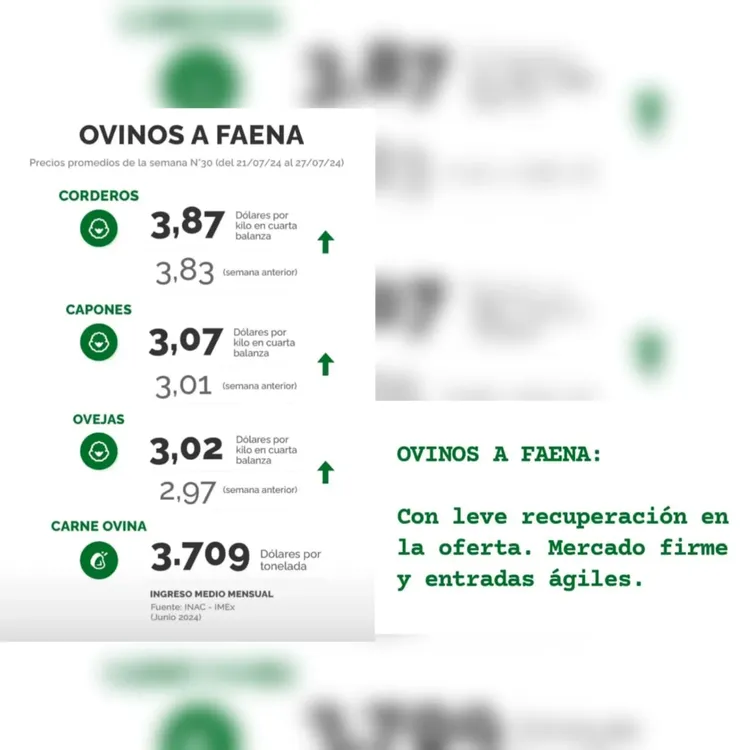 WhatsApp Image 2024-07-30 at 11.08.13