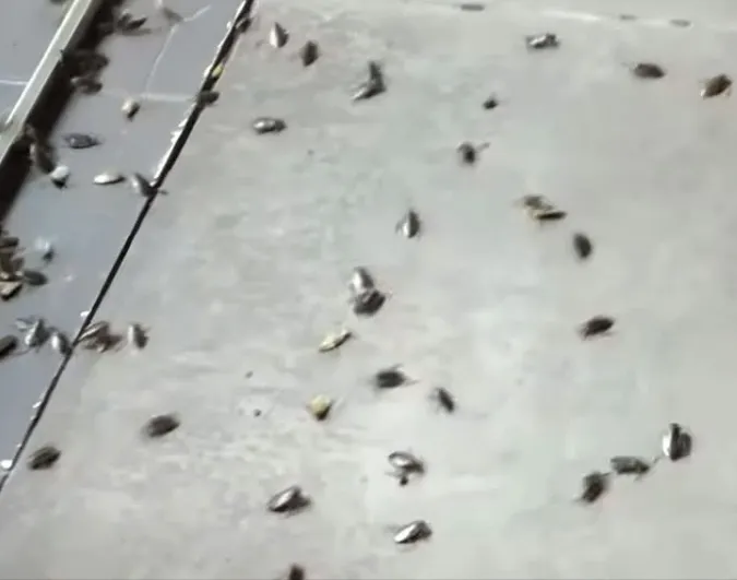 Screenshot_20251217_205540_Facebook