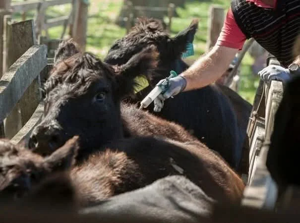 FB_IMG_1770931451900