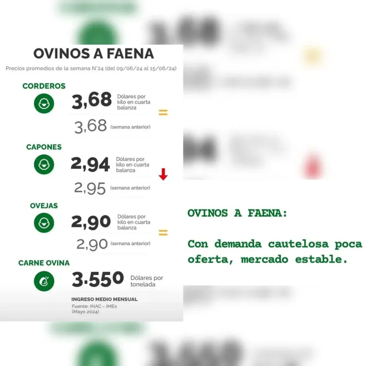 WhatsApp Image 2024-06-18 at 09.15.38