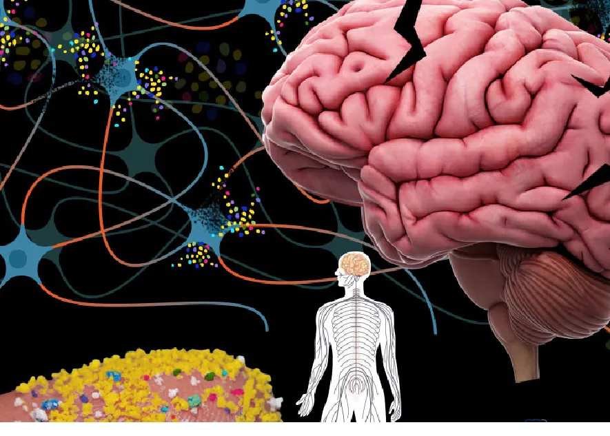 microplasticos_cerebro